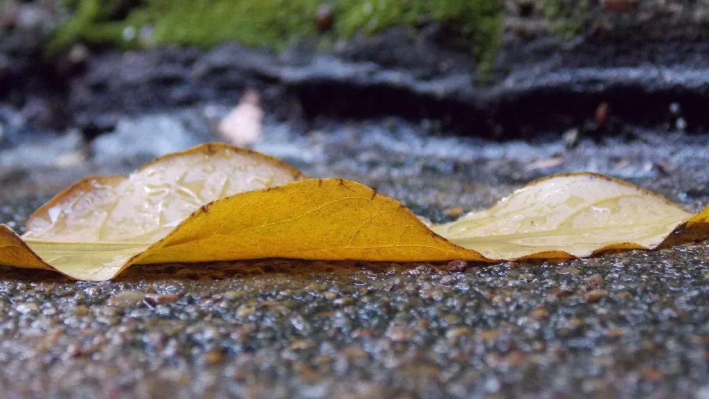 冬の雨と落ち葉