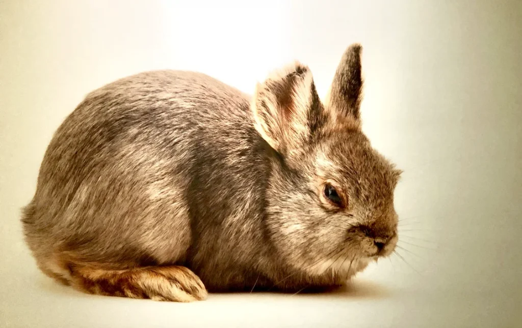 コロンビア盆地のピグミーウサギの絶滅
